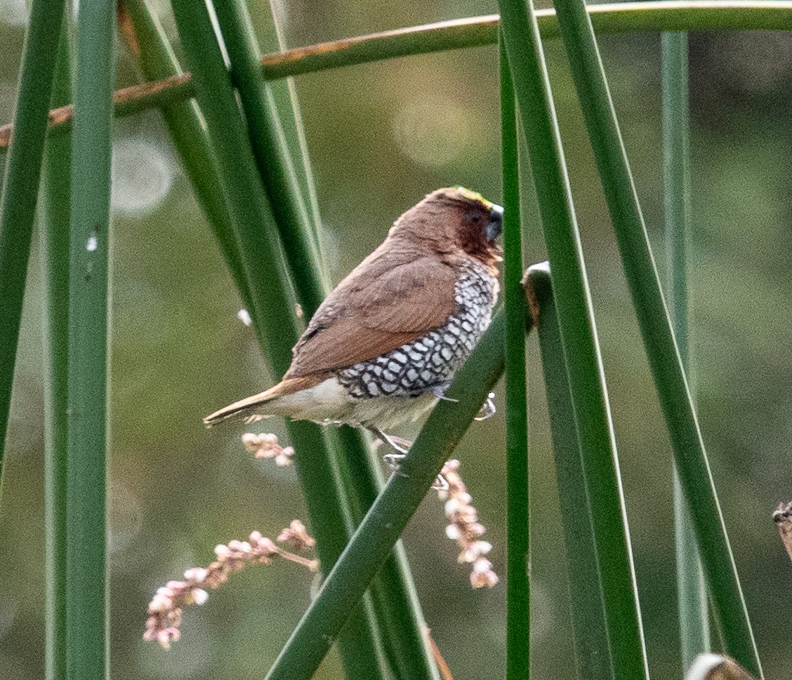 Scaly-breasted Munia - ML646144871