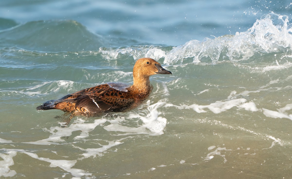 King Eider - ML646144887