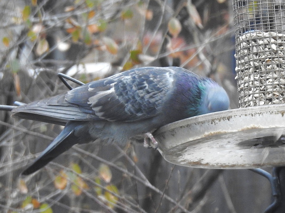 Paloma Bravía (variedad doméstica) - ML646144894