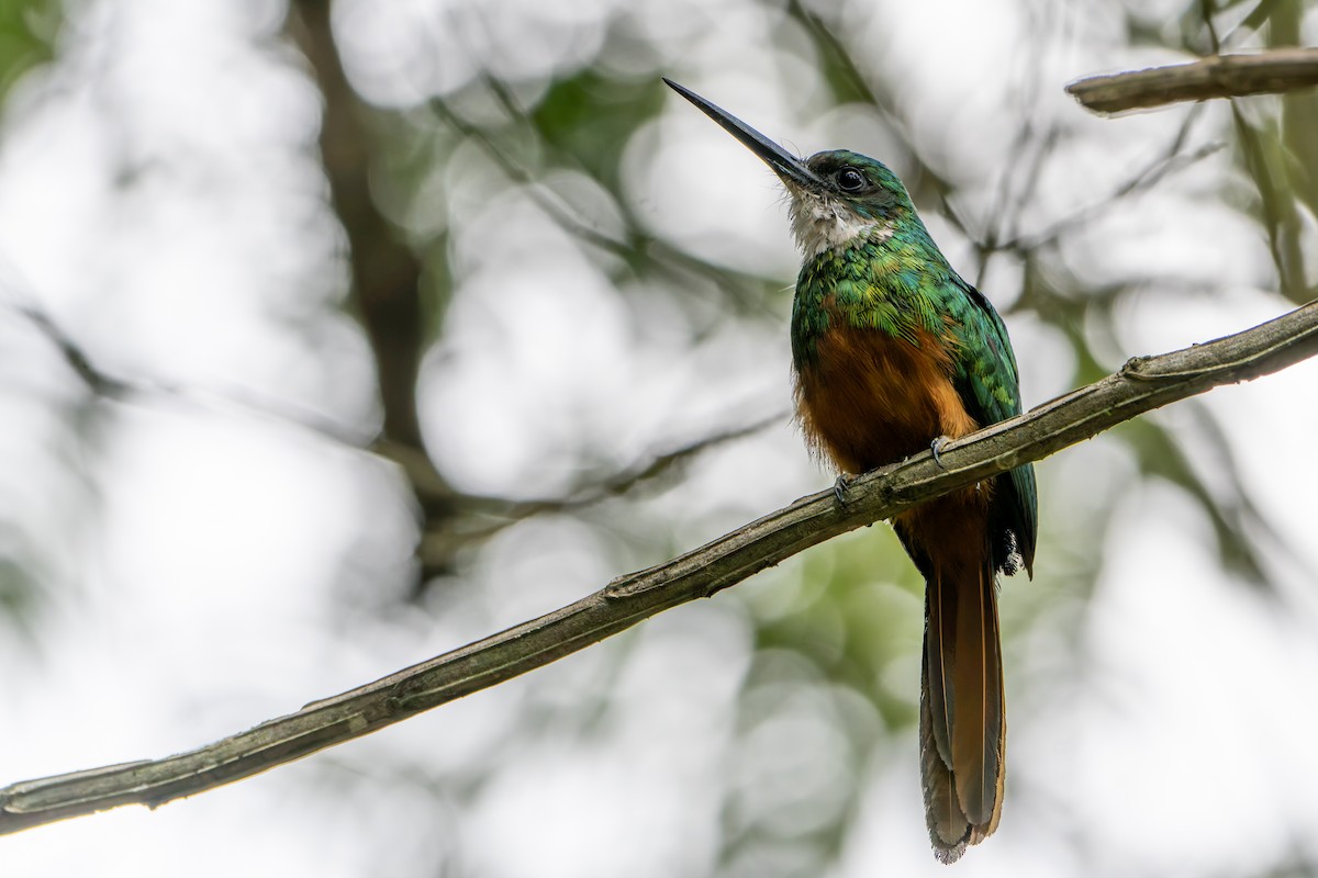Rufous-tailed Jacamar - ML646144895
