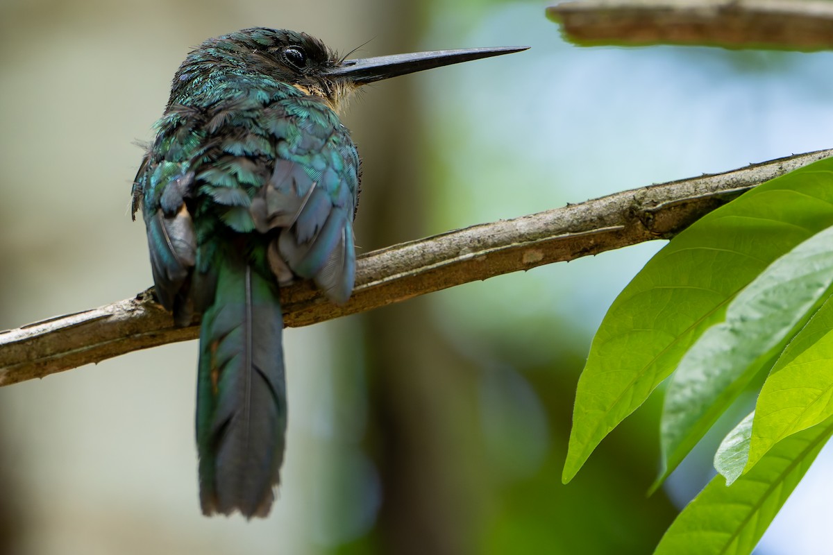 Rufous-tailed Jacamar - ML646144896