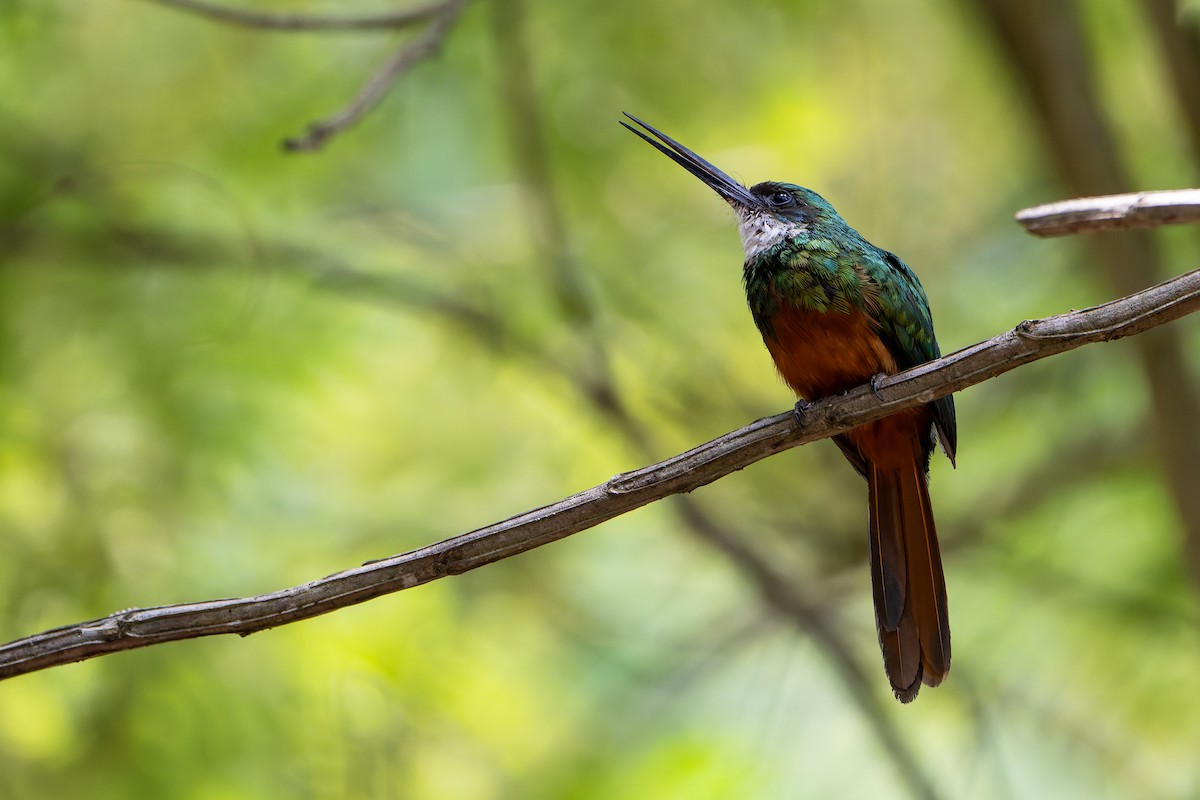 Rufous-tailed Jacamar - ML646144897