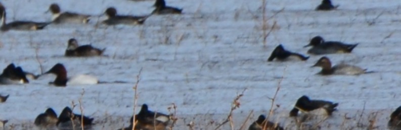 Fuligule à dos blanc - ML646144910