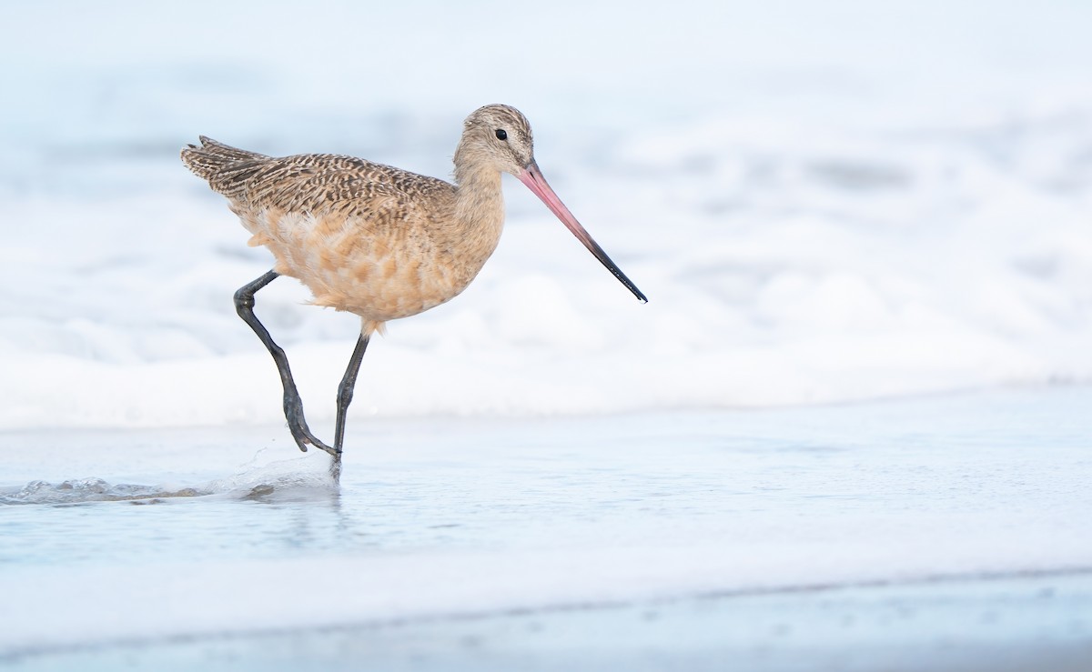 Marbled Godwit - ML646144931