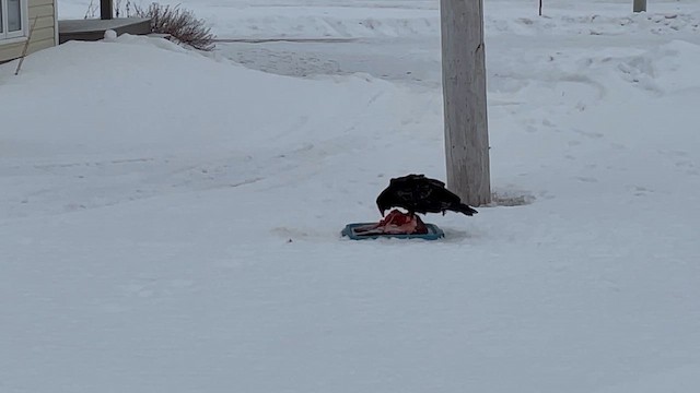 Turkey Vulture - ML646144936