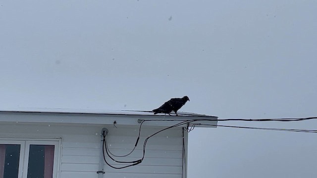 Turkey Vulture - ML646144938