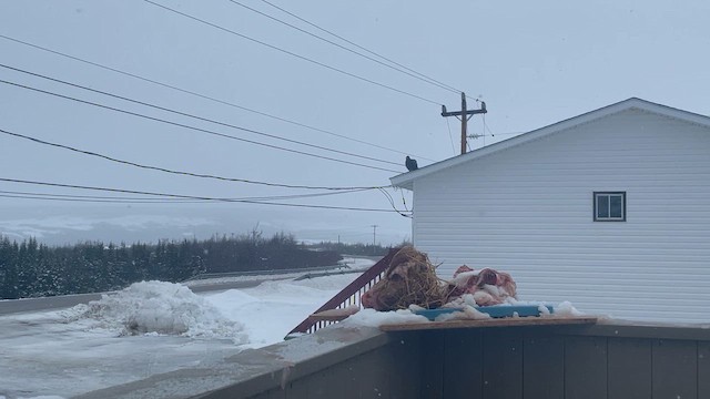 Turkey Vulture - ML646144939