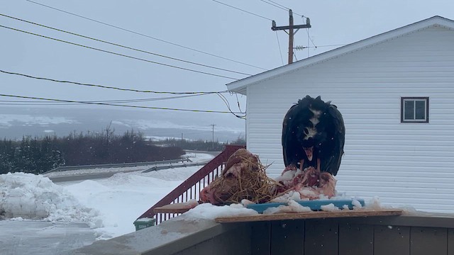 Turkey Vulture - ML646144940