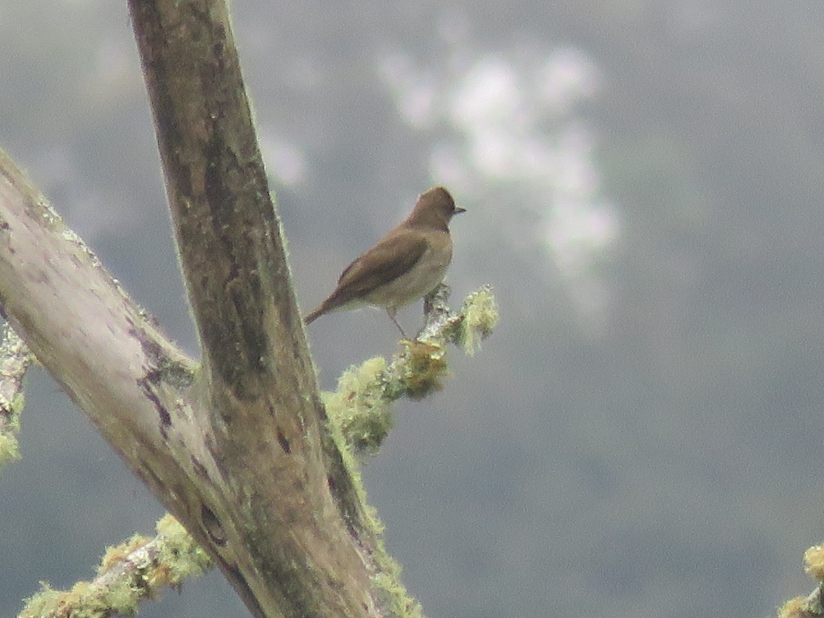 Black-billed Thrush - ML646144958