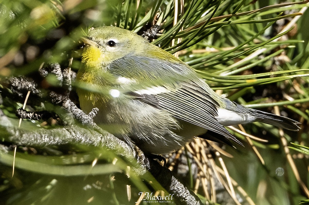 Northern Parula - ML646144962
