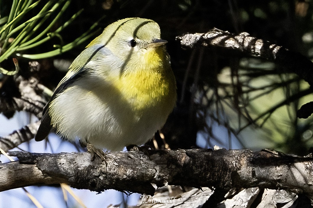 Northern Parula - ML646144963