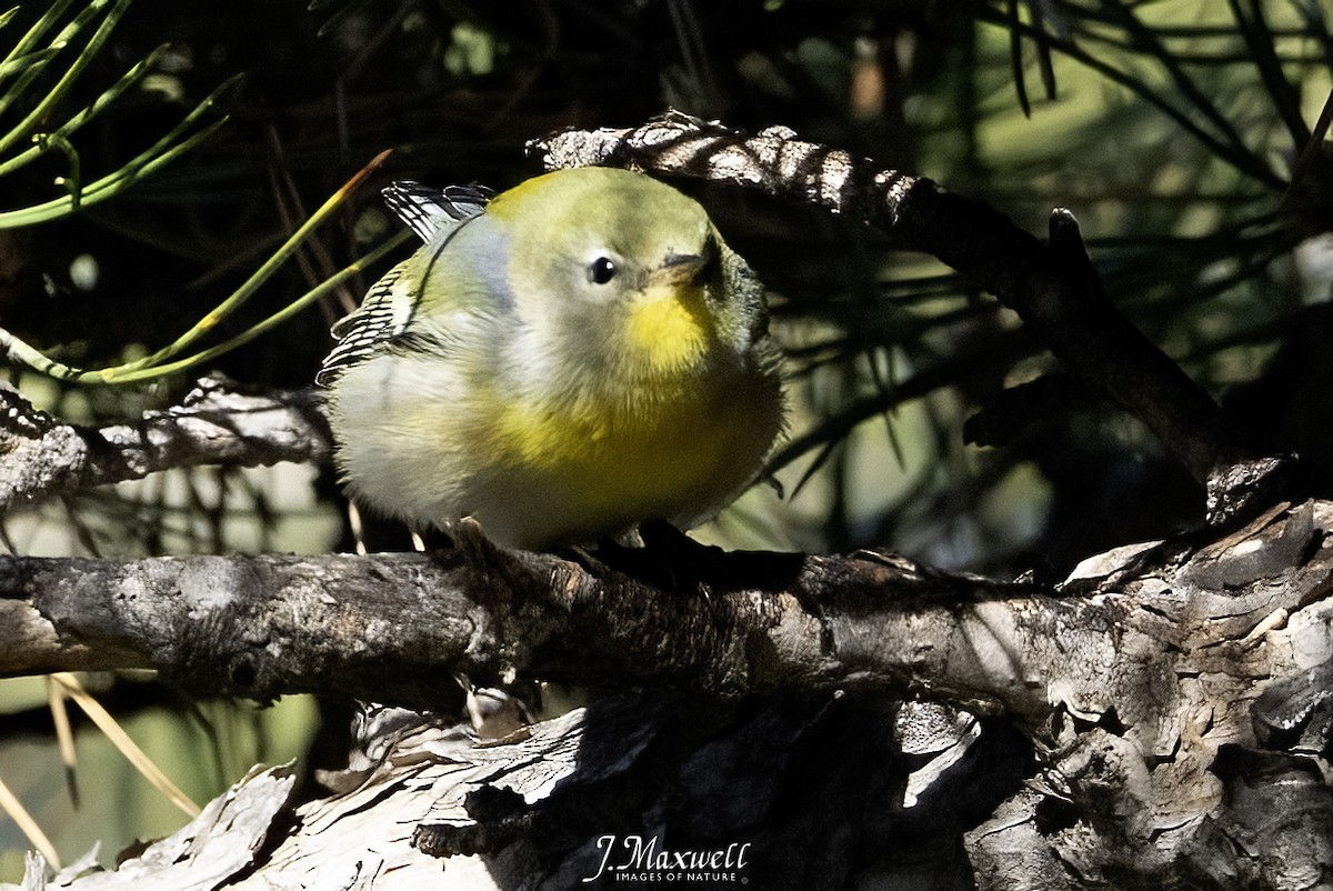 Northern Parula - ML646144964