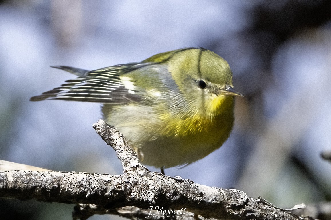 Northern Parula - ML646144965