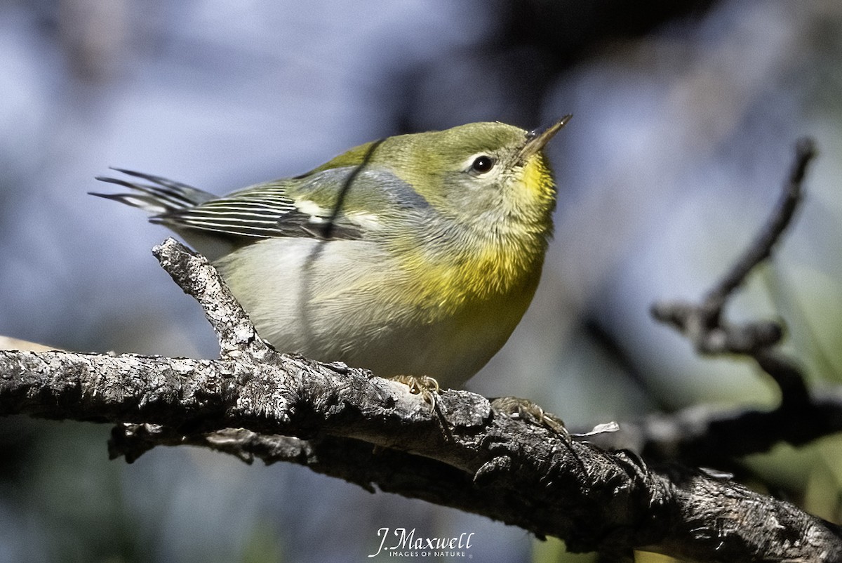 Northern Parula - ML646144966