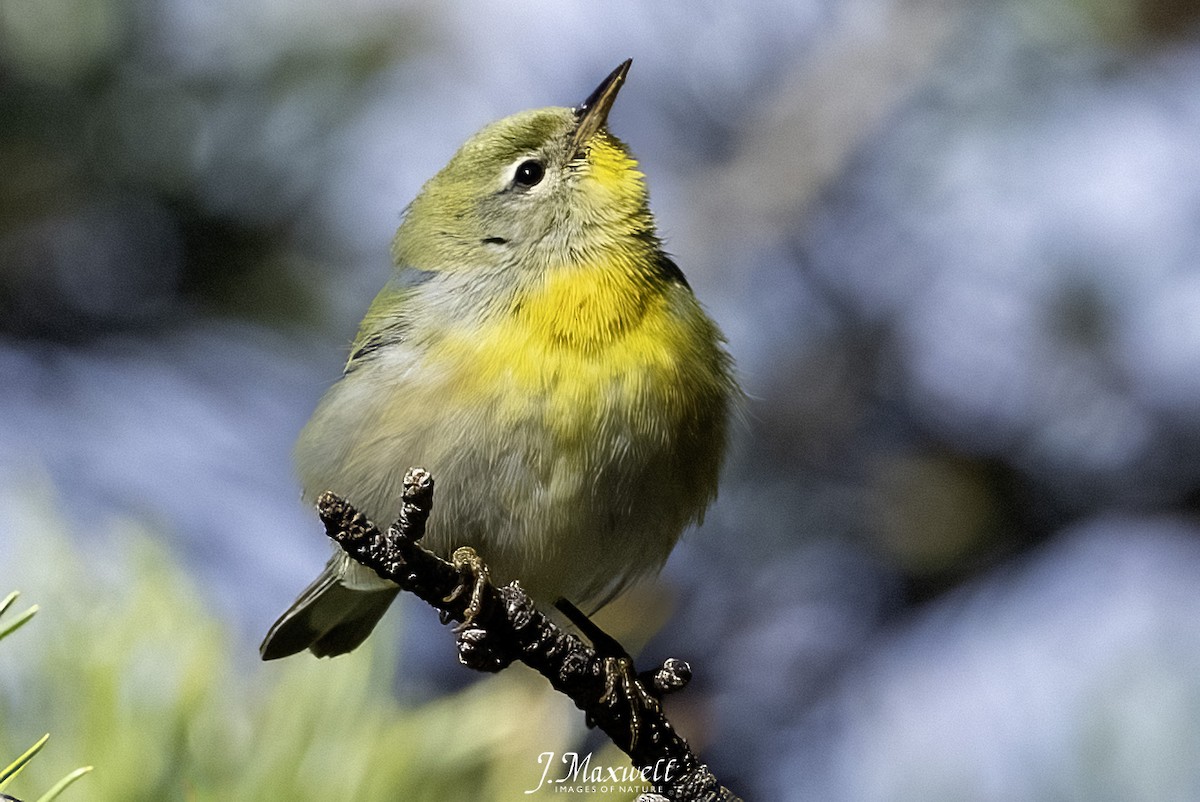 Northern Parula - ML646144967