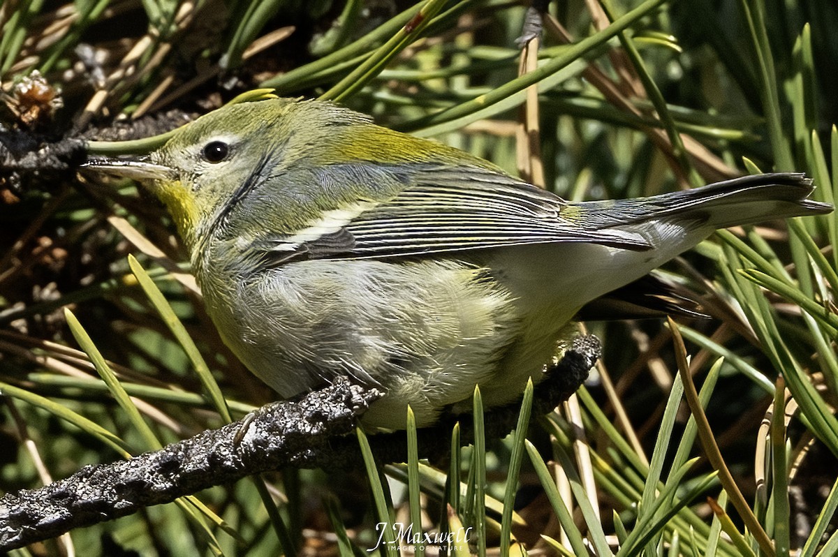 Northern Parula - ML646144968