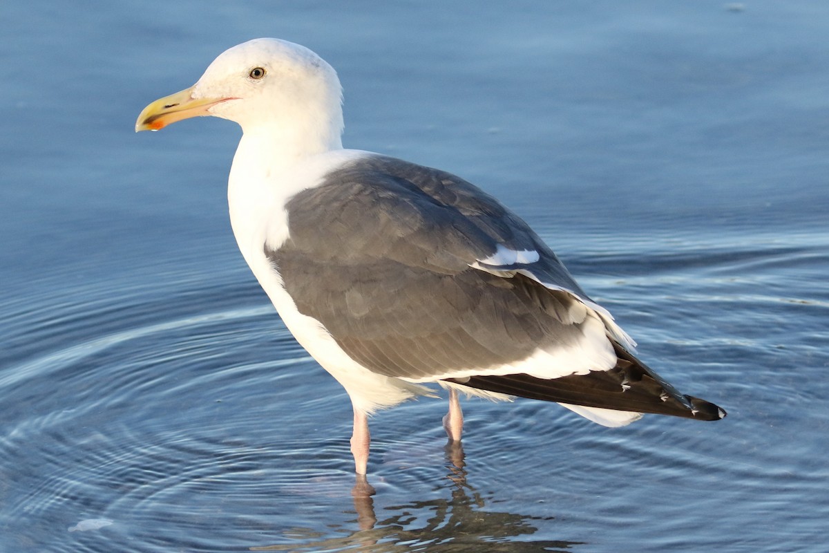 アメリカオオセグロカモメ - ML646144971