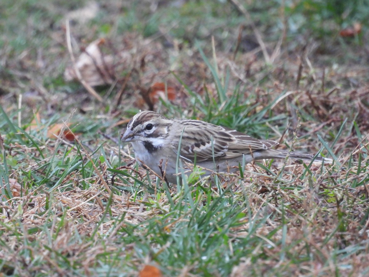 Lark Sparrow - ML646144978