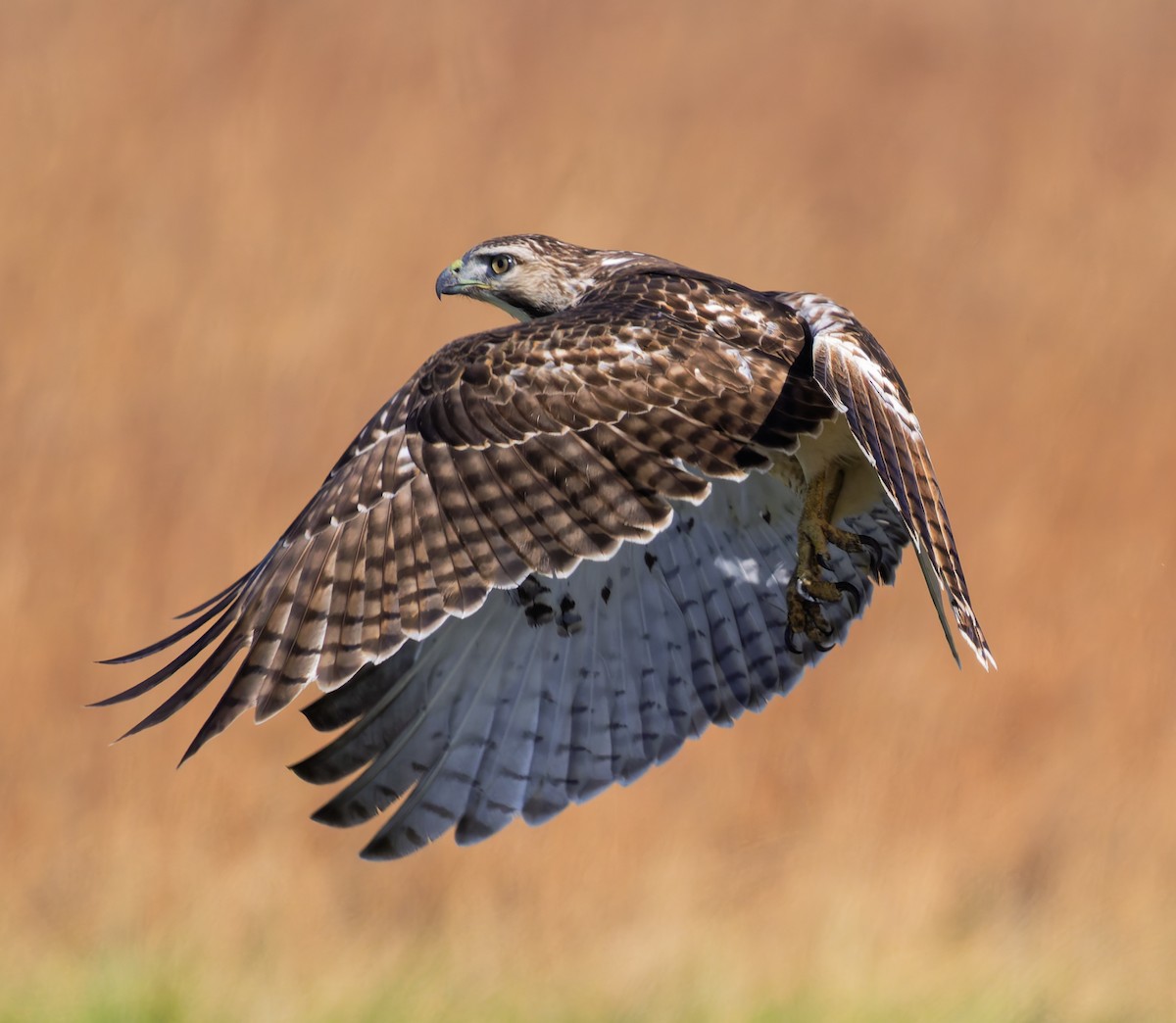 Rotschwanzbussard (borealis) - ML646144983