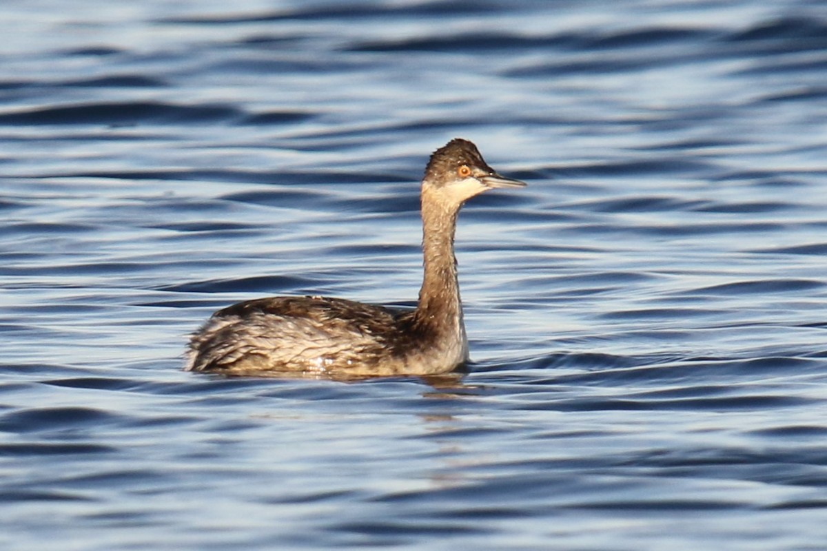 Eared Grebe - ML646144985