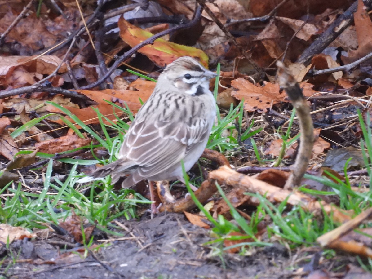 Lark Sparrow - ML646144987