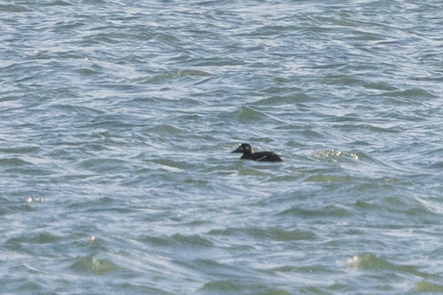 Velvet Scoter - ML646144992