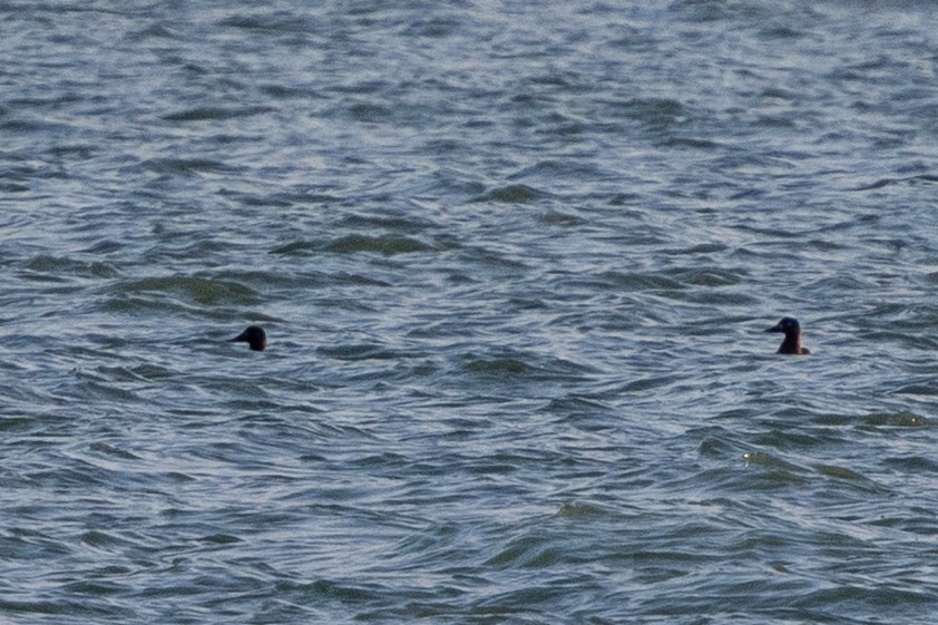 Velvet Scoter - ML646144993