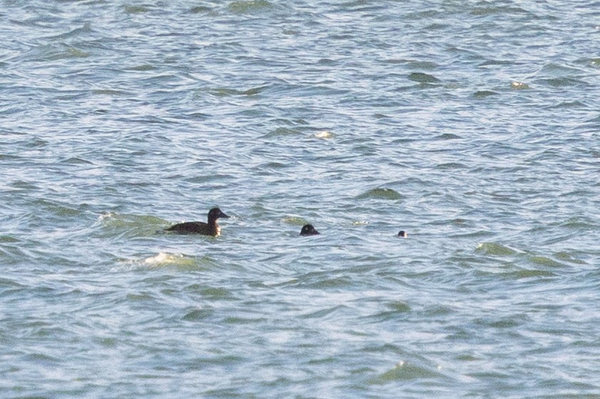 Velvet Scoter - ML646144994
