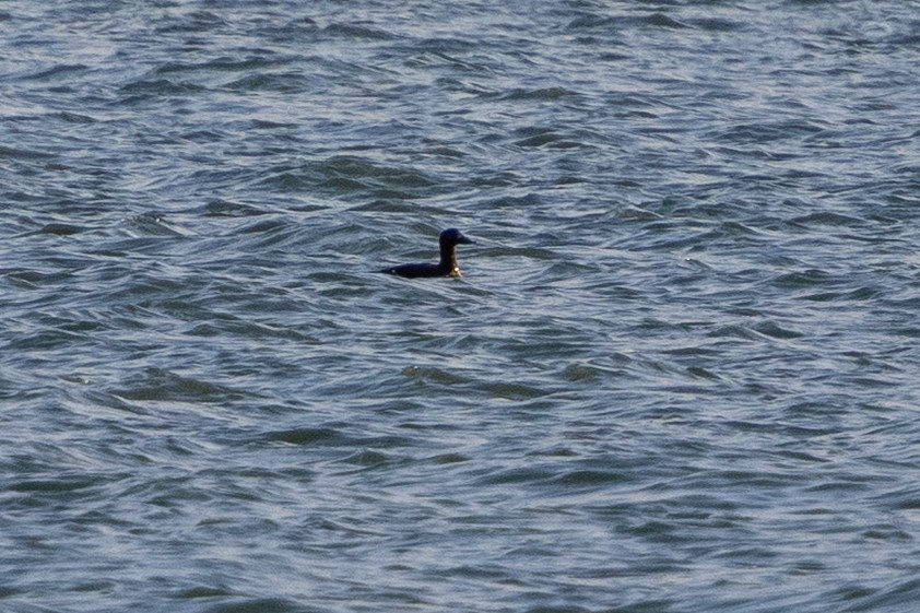 Velvet Scoter - ML646144995