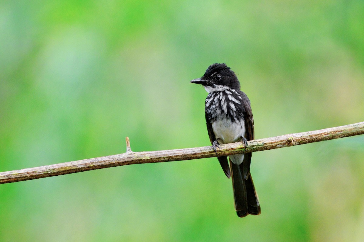 White-gorgeted Fantail - ML646144996