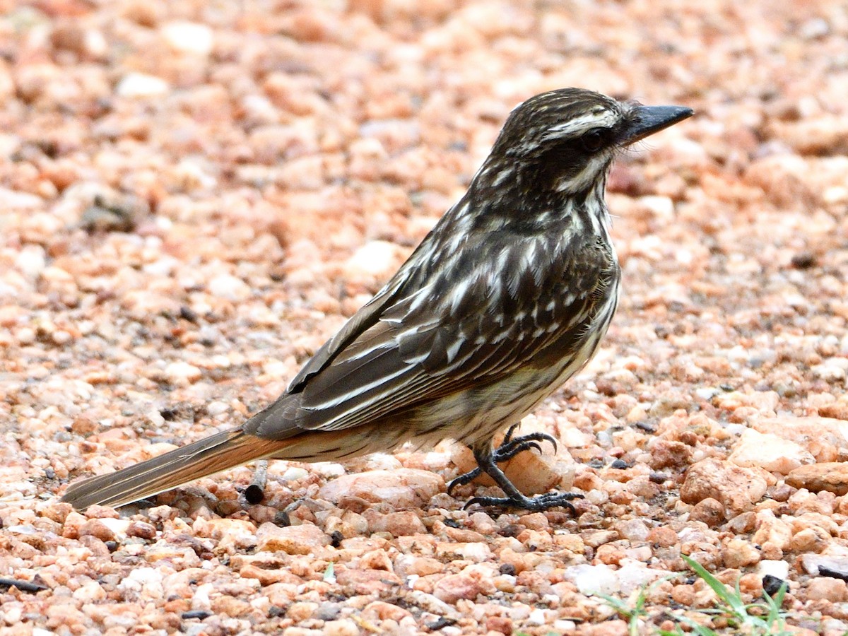 Streaked Flycatcher - ML646145000