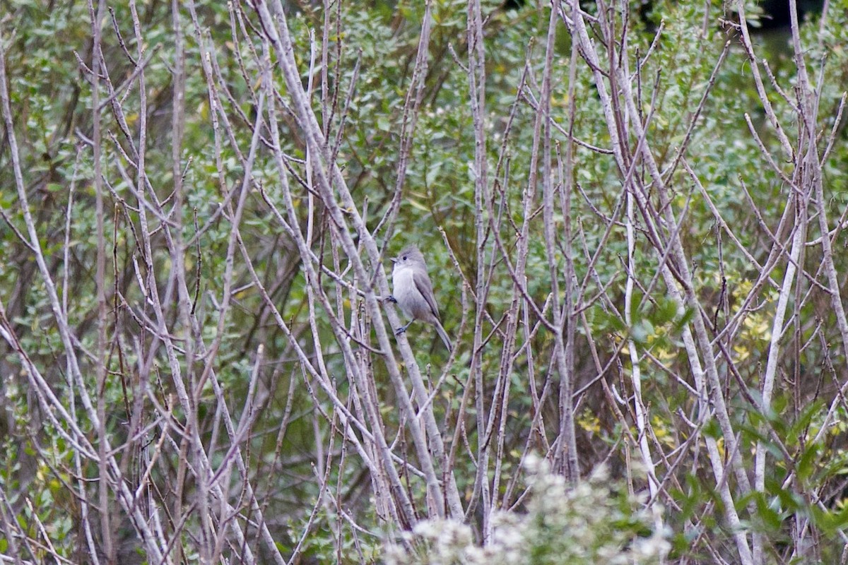 sýkora šedohnědá - ML646145006