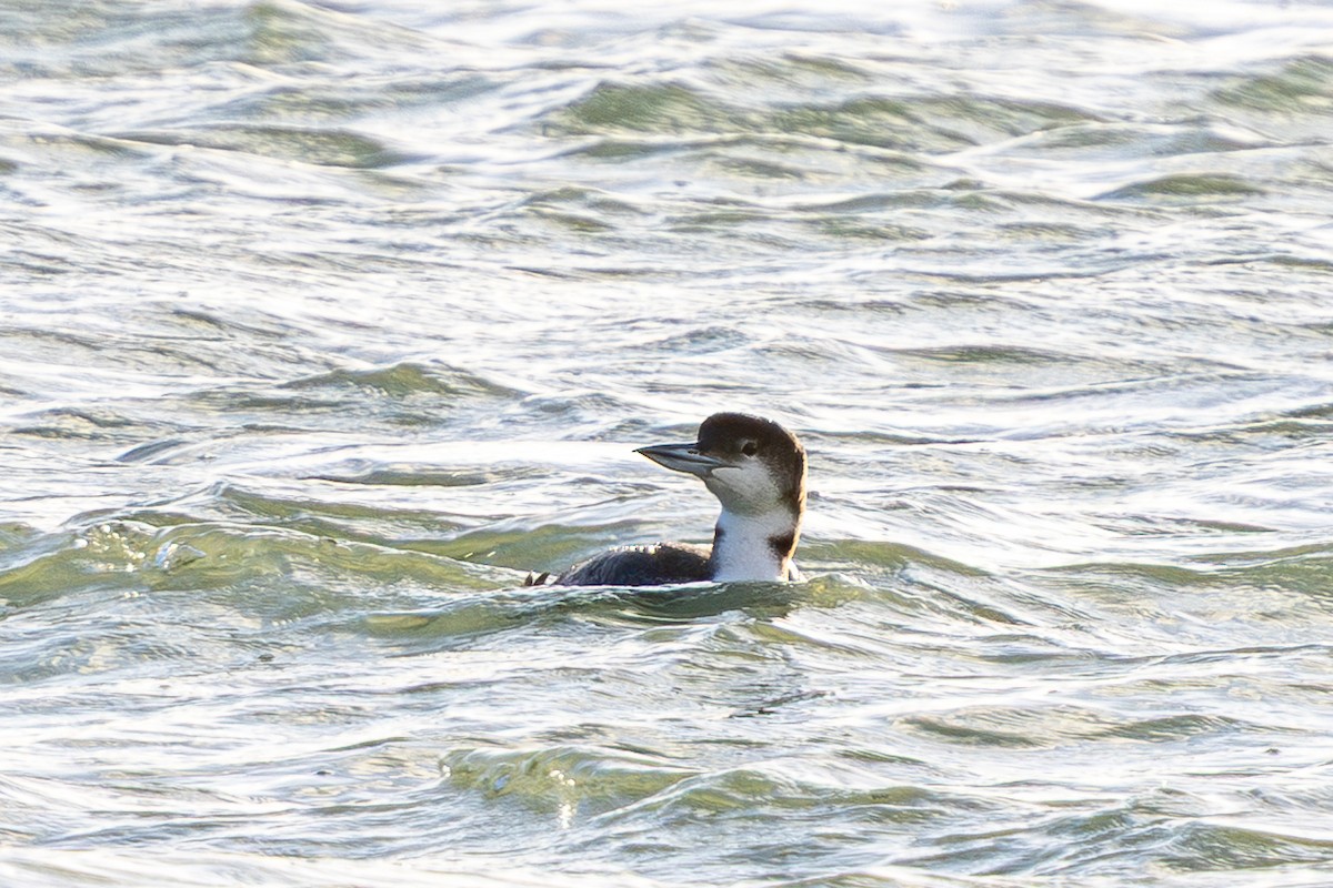 Common Loon - ML646145009