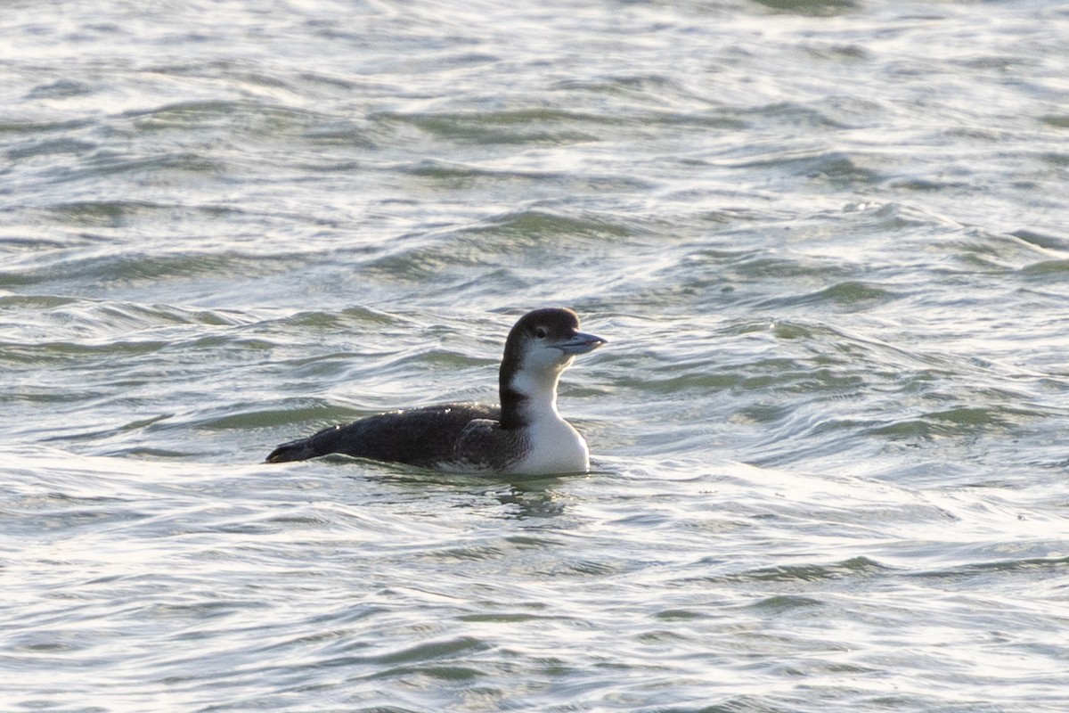 Common Loon - ML646145010