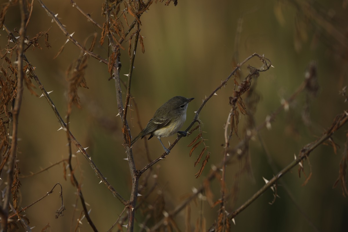 Bell's Vireo - ML646145013
