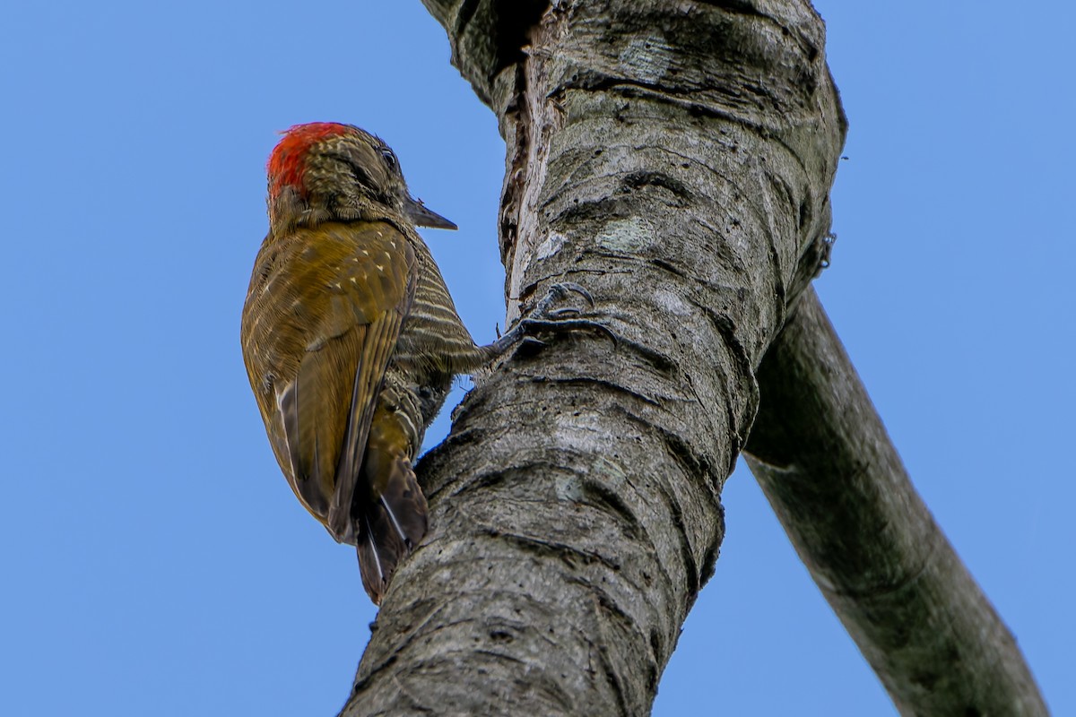 Little Woodpecker - ML646145014