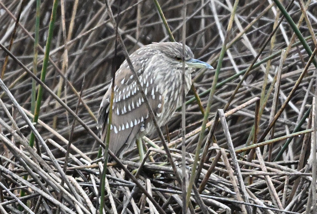 Black-crowned Night Heron - ML646145017