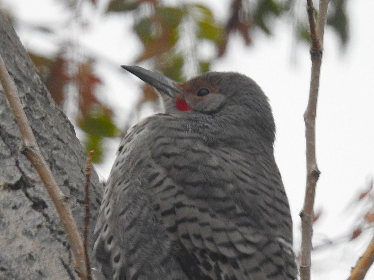 Northern Flicker - ML646145020