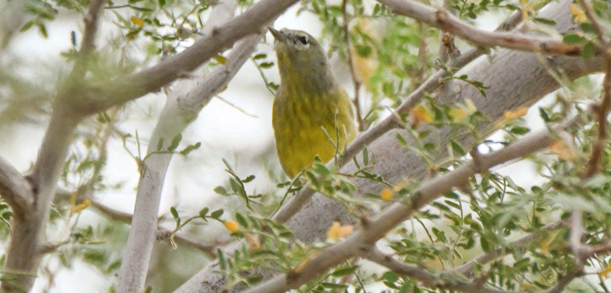 Orange-crowned Warbler - ML646145022