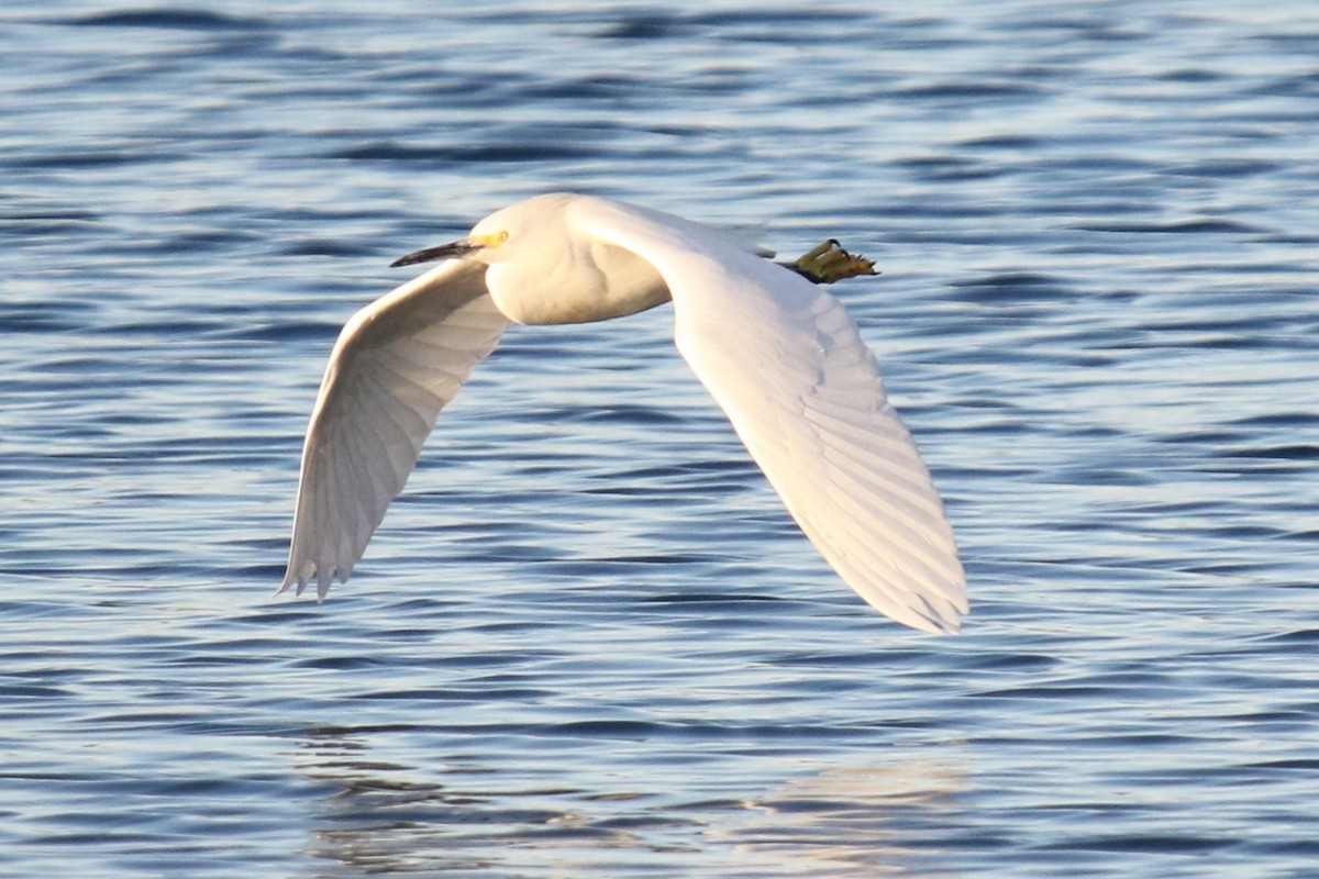 Snowy Egret - ML646145024