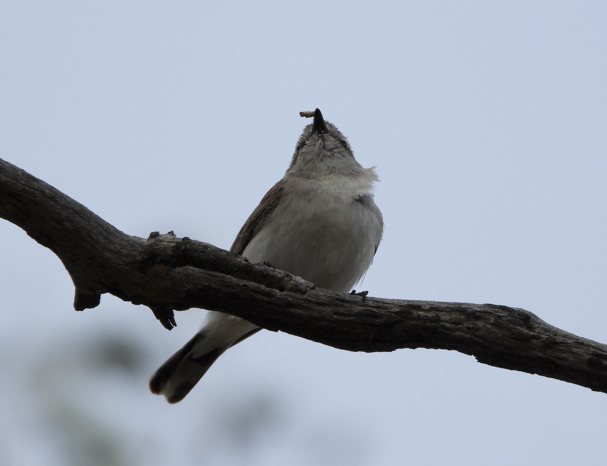 Western Gerygone - ML646145025