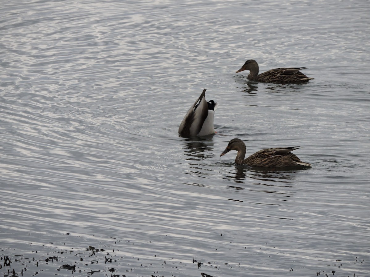 Mallard - ML646145026