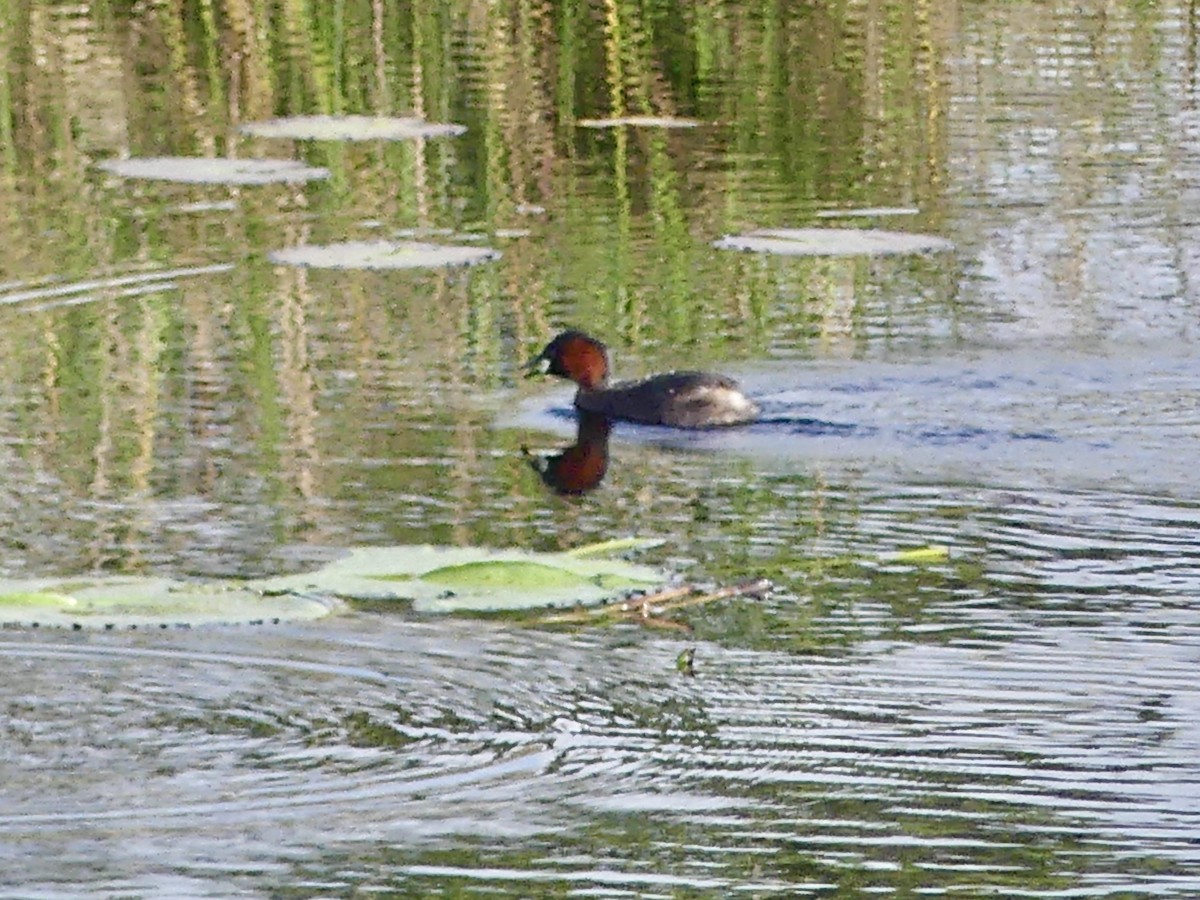 Little Grebe (Little) - ML646145028