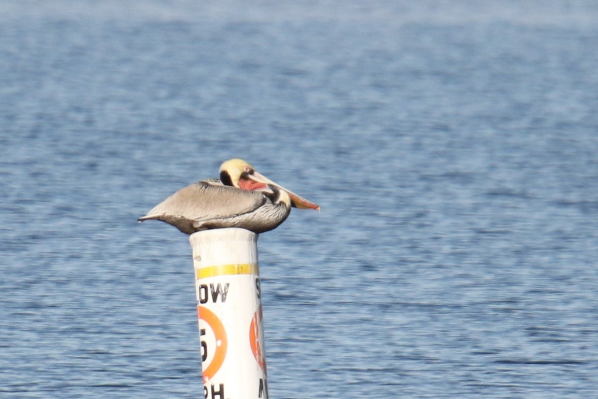 Brown Pelican (California) - ML646145029