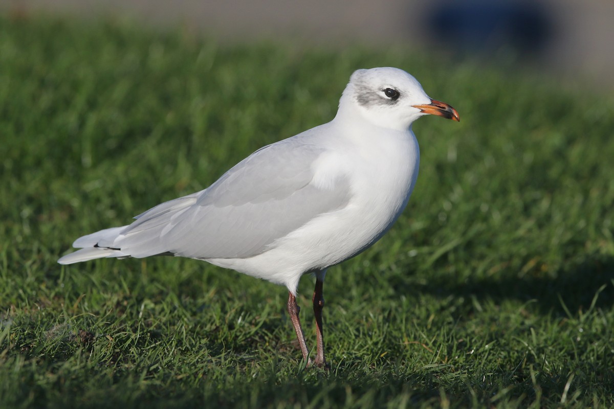 Mediterranean Gull - ML646145030
