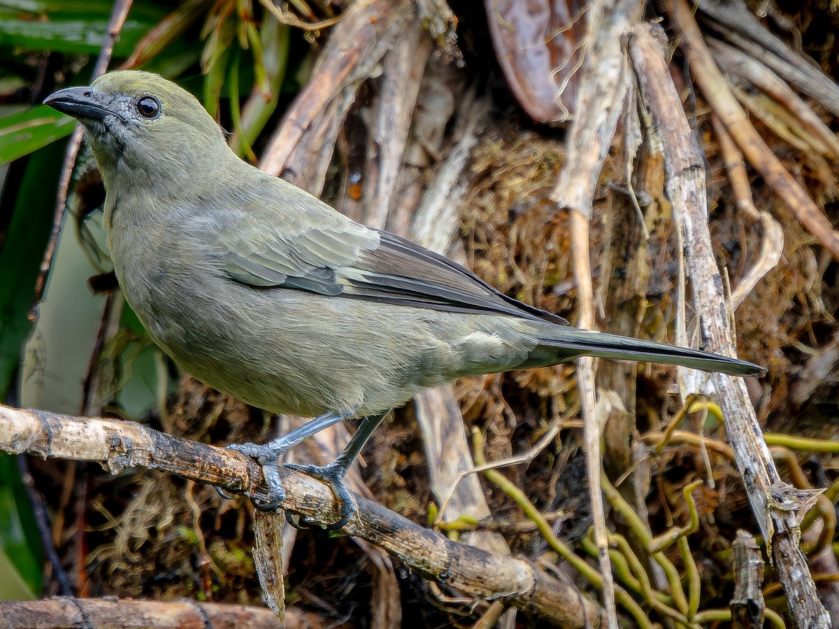 Palm Tanager - ML646145031