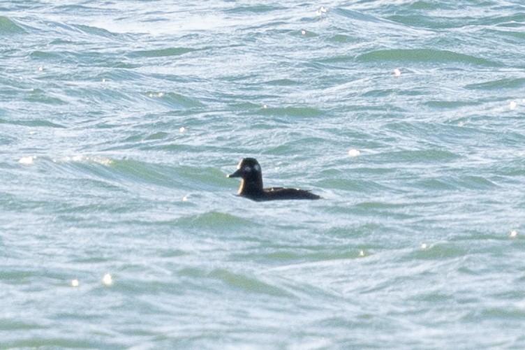 Velvet Scoter - ML646145032