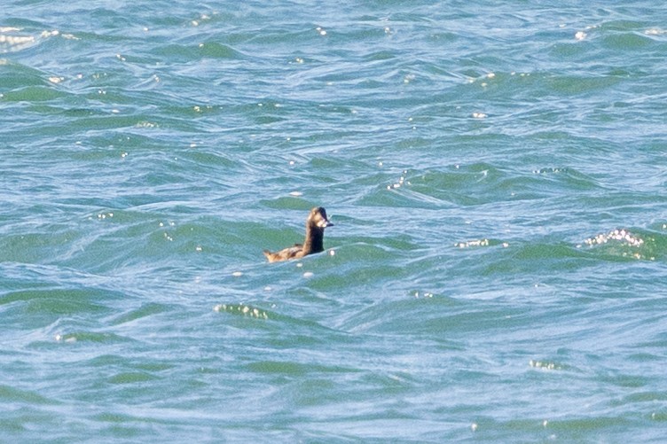 Velvet Scoter - ML646145033