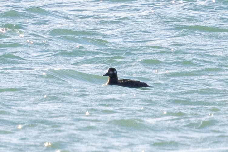 Velvet Scoter - ML646145034