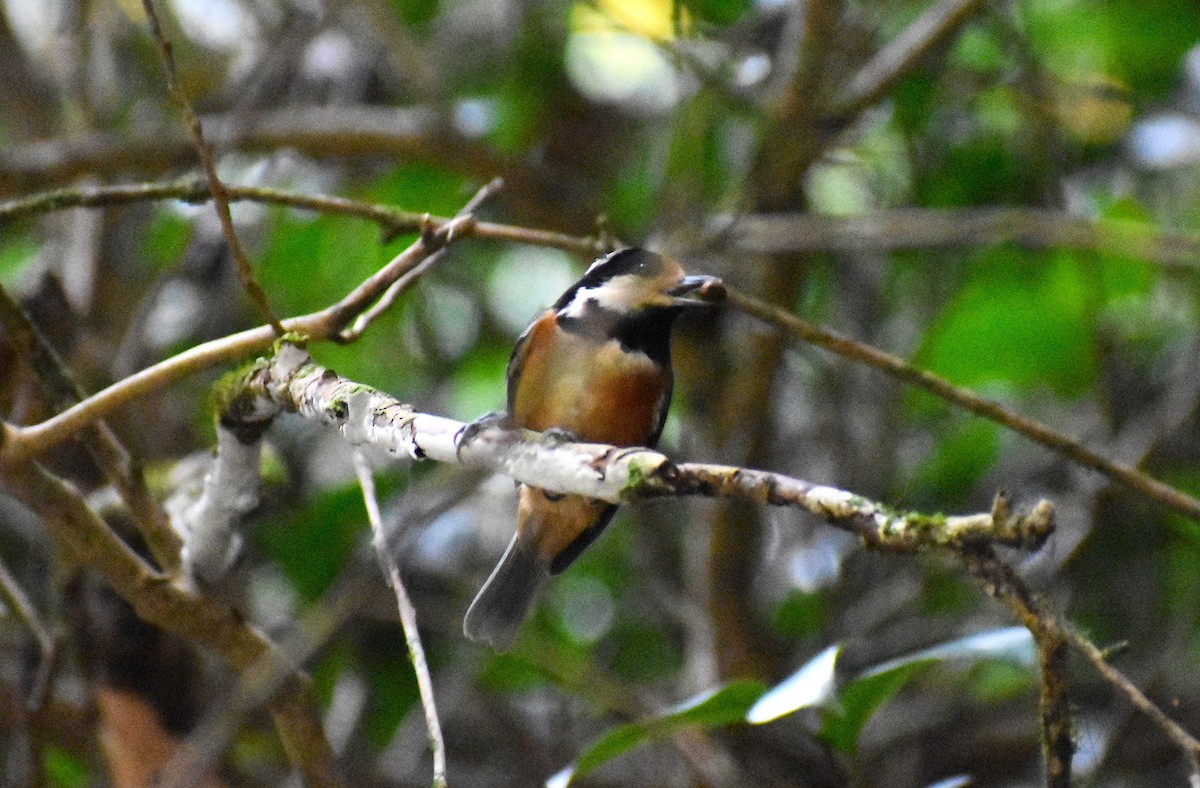 Varied Tit - ML646145035